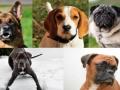 A dog's blood line: Facts you need to know - Hindi News | A dog's blood line: Facts you need to know | Latest lifestyle News at Lokmattimes.com