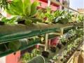 This journalist takes to hydroponics farming - Hindi News | This journalist takes to hydroponics farming | Latest national News at Lokmattimes.com