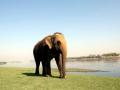Elephant 'Phoolkali' enjoys riverside feast to celebrate 10 years of freedom! - Hindi News | Elephant 'Phoolkali' enjoys riverside feast to celebrate 10 years of freedom! | Latest national News at Lokmattimes.com