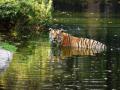 Royal Bengal Tiger dies at Hyderabad Zoo - Hindi News | Royal Bengal Tiger dies at Hyderabad Zoo | Latest national News at Lokmattimes.com