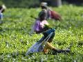 Tea industry to benefit from Budget - Hindi News | Tea industry to benefit from Budget | Latest business News at Lokmattimes.com