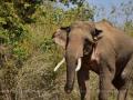 Mudumalai expert panel to decide on tusker Rivaldo's release into forest - Hindi News | Mudumalai expert panel to decide on tusker Rivaldo's release into forest | Latest international News at Lokmattimes.com