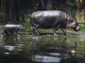 Hippo calf's birth in Bengaluru Zoo good news amid corona crisis - Hindi News | Hippo calf's birth in Bengaluru Zoo good news amid corona crisis | Latest national News at Lokmattimes.com