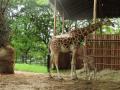 Mysuru's Chamarajendra zoo turns breeding centre for giraffes - Hindi News | Mysuru's Chamarajendra zoo turns breeding centre for giraffes | Latest international News at Lokmattimes.com