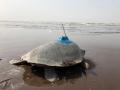 In a first, Olive Ridley Sea Turtle satellite tagged on India's west coast - Hindi News | In a first, Olive Ridley Sea Turtle satellite tagged on India's west coast | Latest national News at Lokmattimes.com