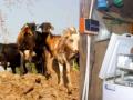 Rural Malkangiri rears livestock while the sun shines - Hindi News | Rural Malkangiri rears livestock while the sun shines | Latest national News at Lokmattimes.com