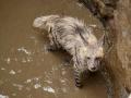 Striped hyena rescued from 30-foot deep open well near Pune - Hindi News | Striped hyena rescued from 30-foot deep open well near Pune | Latest national News at Lokmattimes.com