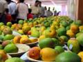 The ripe season for Gaurjeet mangoes, a hidden secret of UP's Gorakhpur-Basti region - Hindi News | The ripe season for Gaurjeet mangoes, a hidden secret of UP's Gorakhpur-Basti region | Latest national News at Lokmattimes.com
