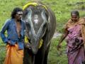 95th Oscar Nominations: India's 'The Elephant Whisperer' makes it to Documentary Short Film category - Hindi News | 95th Oscar Nominations: India's 'The Elephant Whisperer' makes it to Documentary Short Film category | Latest entertainment News at Lokmattimes.com