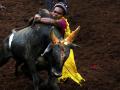 SC affirms TN law allowing 'jallikattu' - Hindi News | SC affirms TN law allowing 'jallikattu' | Latest national News at Lokmattimes.com