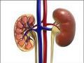 Lipid droplets help protect kidney cells from damage: Study - Hindi News | Lipid droplets help protect kidney cells from damage: Study | Latest health News at Lokmattimes.com