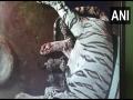 White tigress Bijaya gives birth to three cubs in Odisha's Nandankanan - Hindi News | White tigress Bijaya gives birth to three cubs in Odisha's Nandankanan | Latest national News at Lokmattimes.com