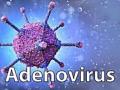 Bengal accounts for 38% of adenovirus cases in country: Survey - Hindi News | Bengal accounts for 38% of adenovirus cases in country: Survey | Latest health News at Lokmattimes.com
