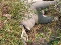 Three elephants electrocuted in TN, farm owner arrested - Hindi News | Three elephants electrocuted in TN, farm owner arrested | Latest national News at Lokmattimes.com
