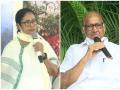 Mamata Banerjee likely to meet Sharad Pawar today - Hindi News | Mamata Banerjee likely to meet Sharad Pawar today | Latest politics News at Lokmattimes.com