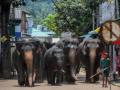 Sri Lanka to conduct elephant census in 2023 - Hindi News | Sri Lanka to conduct elephant census in 2023 | Latest international News at Lokmattimes.com