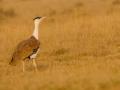 Can there be a 'Project Great Indian Bustard' to protect endangered species, SC to Centre - Hindi News | Can there be a 'Project Great Indian Bustard' to protect endangered species, SC to Centre | Latest national News at Lokmattimes.com