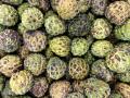 Taiwan to help wax, custard apple growers after China announces import ban - Hindi News | Taiwan to help wax, custard apple growers after China announces import ban | Latest international News at Lokmattimes.com