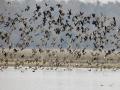 Avian influenza confirmed in 10 states for crows migratory and wild birds - Hindi News | Avian influenza confirmed in 10 states for crows migratory and wild birds | Latest national News at Lokmattimes.com