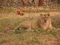Lioness succumbs to old age in Visakhapatnam rescue centre - Hindi News | Lioness succumbs to old age in Visakhapatnam rescue centre | Latest national News at Lokmattimes.com