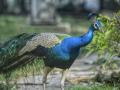 Peacock brutally tortured to death in MP's Katni, search on for accused - Hindi News | Peacock brutally tortured to death in MP's Katni, search on for accused | Latest national News at Lokmattimes.com