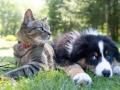Antibiotic-resistant 'superbugs' passed between dogs, cats and owners: Study - Hindi News | Antibiotic-resistant 'superbugs' passed between dogs, cats and owners: Study | Latest health News at Lokmattimes.com
