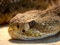 UP records 25 snake bite deaths in a fortnight - Hindi News | UP records 25 snake bite deaths in a fortnight | Latest national News at Lokmattimes.com