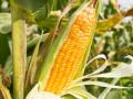 About 70% corn crop in US hit by drought - Hindi News | About 70% corn crop in US hit by drought | Latest international News at Lokmattimes.com