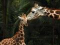 After penguins, Mumbai Zoo to welcome giraffes, zebras, jaguars - Hindi News | After penguins, Mumbai Zoo to welcome giraffes, zebras, jaguars | Latest national News at Lokmattimes.com