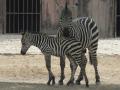 Female zebra in Lucknow Zoo dies in freak accident - Hindi News | Female zebra in Lucknow Zoo dies in freak accident | Latest national News at Lokmattimes.com