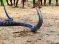 Kerala family suspects death of son succumbing to king cobra bite in zoo - Hindi News | Kerala family suspects death of son succumbing to king cobra bite in zoo | Latest international News at Lokmattimes.com
