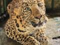 Leopard attacks UP forester in Pilibhit - Hindi News | Leopard attacks UP forester in Pilibhit | Latest national News at Lokmattimes.com
