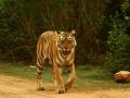 Conservationists, activists cheer as tiger numbers increase in Coimbatore forest division - Hindi News | Conservationists, activists cheer as tiger numbers increase in Coimbatore forest division | Latest international News at Lokmattimes.com