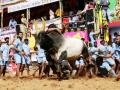 Jallikattu bulls to get unique IDs in Tamil Nadu - Hindi News | Jallikattu bulls to get unique IDs in Tamil Nadu | Latest national News at Lokmattimes.com