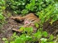 Handling 5-year-old tiger death raises questions on Karnataka Forest Department: Activists - Hindi News | Handling 5-year-old tiger death raises questions on Karnataka Forest Department: Activists | Latest international News at Lokmattimes.com