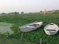 Lucknow's Gomti river turns green with water hyacinth - Hindi News | Lucknow's Gomti river turns green with water hyacinth | Latest national News at Lokmattimes.com