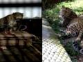 Nine leopards serving 'life imprisonment' in U'khand! - Hindi News | Nine leopards serving 'life imprisonment' in U'khand! | Latest national News at Lokmattimes.com