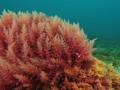 The goodness of red algae - Hindi News | The goodness of red algae | Latest national News at Lokmattimes.com