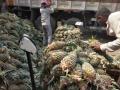Mounting losses add to Kerala pineapple growers' stress - Hindi News | Mounting losses add to Kerala pineapple growers' stress | Latest health News at Lokmattimes.com