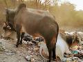 Deaf woman gored to death by stray bull in UP - Hindi News | Deaf woman gored to death by stray bull in UP | Latest national News at Lokmattimes.com