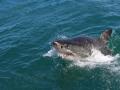 Aus state closes beaches after shark attack - Hindi News | Aus state closes beaches after shark attack | Latest international News at Lokmattimes.com