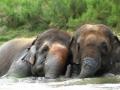 Elephants in Agra shelter beat the heat in swimming pools - Hindi News | Elephants in Agra shelter beat the heat in swimming pools | Latest international News at Lokmattimes.com