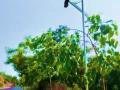 Burglars in K'taka put cow skulls on solar light poles - Hindi News | Burglars in K'taka put cow skulls on solar light poles | Latest national News at Lokmattimes.com