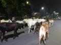 Delhi HC asks government to take action for removal of cows from roads - Hindi News | Delhi HC asks government to take action for removal of cows from roads | Latest politics News at Lokmattimes.com