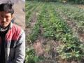 Agriculture sans chemicals is giving Himachal farmers better and sustainable incomes - Hindi News | Agriculture sans chemicals is giving Himachal farmers better and sustainable incomes | Latest international News at Lokmattimes.com
