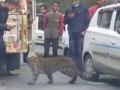 Leopard 'plays' with motorists in Himachal, raises concern - Hindi News | Leopard 'plays' with motorists in Himachal, raises concern | Latest national News at Lokmattimes.com