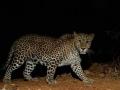 Leopard kills elderly woman in UP - Hindi News | Leopard kills elderly woman in UP | Latest national News at Lokmattimes.com