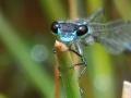 Destruction of wetlands leading to global decline of dragonflies - Hindi News | Destruction of wetlands leading to global decline of dragonflies | Latest national News at Lokmattimes.com
