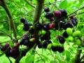 Uttar Pradesh 'Jamun' now exported to UK - Hindi News | Uttar Pradesh 'Jamun' now exported to UK | Latest international News at Lokmattimes.com