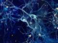 Nearly all primary touch-sensitive neurons respond to most information available: Study - Hindi News | Nearly all primary touch-sensitive neurons respond to most information available: Study | Latest technology News at Lokmattimes.com